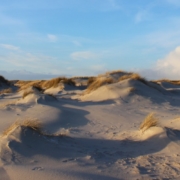 Winterliche Vordünen am Meer: lauter kleine, mittlere und größere Sandhaufen, teilweise bewachsen mit gelbem Dünengras. Darüber ein hellblauer, leicht bewölkter Winterhimmel. (Foto: Birte Vogel)
