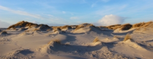 Winterliche Vordünen am Meer: lauter kleine, mittlere und größere Sandhaufen, teilweise bewachsen mit gelbem Dünengras. Darüber ein hellblauer, leicht bewölkter Winterhimmel. (Foto: Birte Vogel)