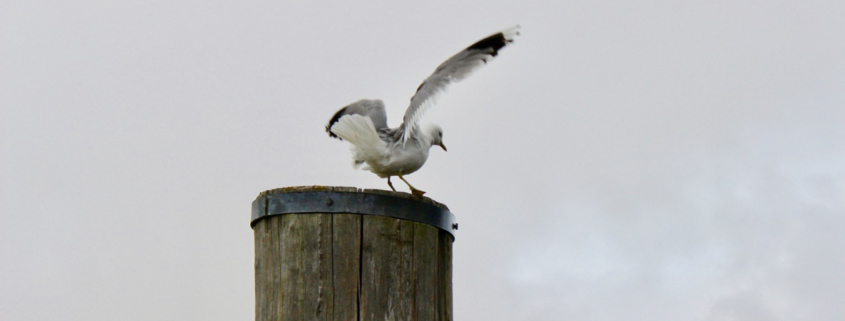 Vor grauem Himmel auf einem Holzpfosten ist eine Möwe im Begriff abzuheben, stoppt aber gerade vorher doch noch einmal. Foto: Birte Vogel