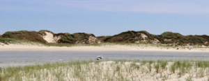 Unter blauem Himmel im Hintergrund hohe Dünen, dann aufgelaufenes Wasser, im Vordergrund eine junge, niedrige Düne, auf der eine Möwe sitzt. Foto: Birte Vogel