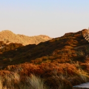 Herbstlich gefärbte Dünen in vielen unterschiedlichen Brauntönen vor blaumen Himmel. Rechts führt eine Holztreppe mit einseitigem Geländer in einem Bogen auf eine der Dünen. Foto: Birte Vogel