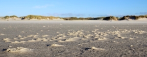 Im Vordergrund feuchter, dunkler Sand mit kleinen, vom Wind hochgewehten Häufchen, im Hintergrund Dünen und darüber ein blauer Himmel. Foto: Birte Vogel