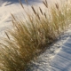 In weißen Dünen, mitten im Bild geht eine Reihe Dünengräser von unten links nach oben rechts, und wirft zahlreiche Schatten nach rechts (Foto: Birte Vogel)