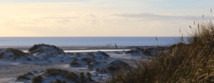 Blick von den Dünen nach unten auf den Strand, an dem zahlreiche Vordünen liegen. Dahinter das blaue Meer, darüber ein hellgelber, hellblauer Spätnachmittagshimmel. Foto: Birte Vogel