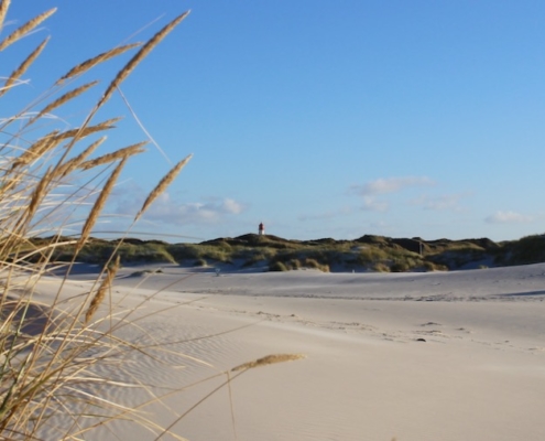 Am Strand mit Blick auf die Dünen. Links vorne im Bild Dünengräser, hinten ein grüner Dünenstreifen, mittig der Leuchtturm von Amrum. Foto: Birte Vogel