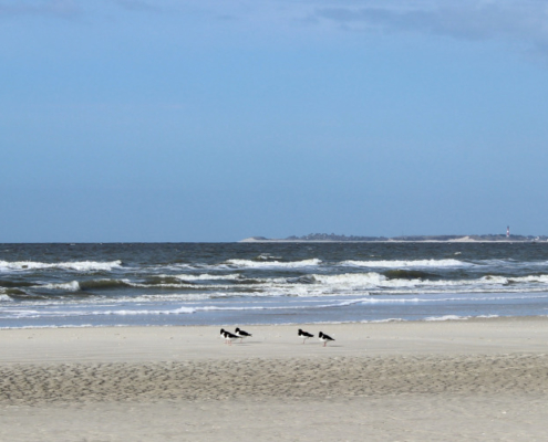Vorne heller Sandstrand, auf dem fünf Austernfischer sitzen. Dahinter das dunkelblau-grüne Meer mit leichtem Wellengang. Darüber ein blauer Himmel mit wenigen Wolken. Rechts am Horizont liegt die Insel Sylt, erkennbar am Hörnumer Leuchtturm. Foto: Birte Vogel