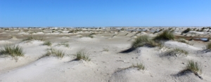 Am Strand: Weißer, feiner Sand, zu unzähligen kleinen Häufchen aufgehäuft, aus denen dünnes, grünes Dünengras wächst. Diese Häufchen liegen ganz durcheinander, so weit das Auge blicken kann. Darüber ein leuchtend blauer Himmel. (Foto: Birte Vogel)
