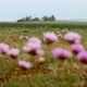 Im Vordergrund viele rosafarbene Strandnelken, dahinter Wiese und ein grünes Getreidefeld, dahinter ein alleinstehendes Friesenhaus direkt am Watt. Am Horizont die Insel Föhr. (Foto: Birte Vogel)