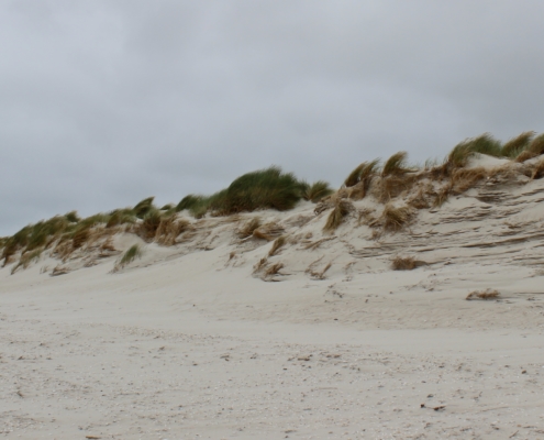 Eine langgestreckte Vordüne an der Nordsee, mit Dünengräsern bewachsen, aber schon gefräst und zerzaust von Sturm und Wasser. Links am Horizont das graue Meer mit weißen Schaumkronen, darüber ein grau-bedeckter Himmel. (Foto: Birte Vogel)