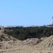Im Vordergrund Dünen im Frühjahr, bewachsen mit grau-grünem Gras und Flechten, dann quer durchs Bild ein Streifen Wald, überragt von dem rot-weiß gestreiften Leuchtturm der Insel Amrum, dahinter Sanddünen und am Horizont das Meer. Der Himmel ist hellblau. (Foto: Birte Vogel)